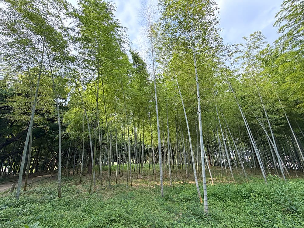 西南杜の湖畔公園